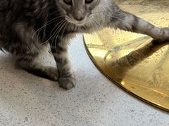 -飞行喵MR PILOT|猫舍·猫咖(静安大融城店)