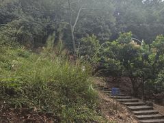 -风云岭森林公园