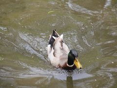 -北京麋鹿生态实验中心