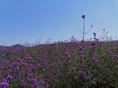 -光明小镇欢乐田园