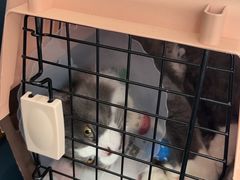 -伟伟宠物医院·瑞派猫友好医院·猫科(光谷店)