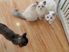 -momokira米努特·德文卷毛猫·棉花面纱犬