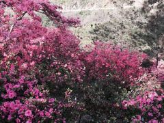 -木兰云雾山
