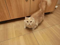 -唐小姐の私宠·宠物洗护美容·撸猫馆·购宠(周浦万达旗舰店)