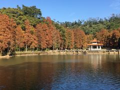 -深圳仙湖植物园