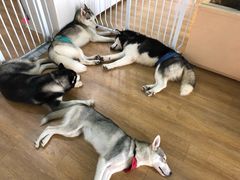 -Husky Go! 哈士奇体验馆·宠物咖啡厅狗咖