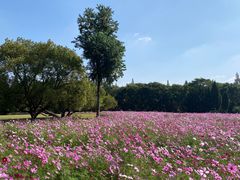 -上海滨江森林公园
