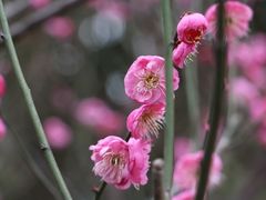 -章华寺