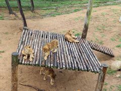 -西霞口神雕山野生动物世界