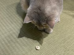 -逗柴咖啡屋·狗咖猫咖宠物桌游
