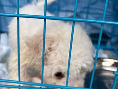 -博特宠物医院24h犬猫全科.骨科·异宠
