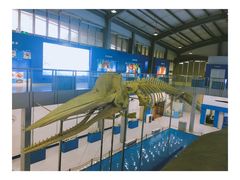 -上海海洋大学鱼文化博物馆(军工路校区)