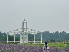 -空港花田景区