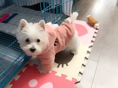 -翊宠yipet猫狗购宠庄园犬舍•猫舍