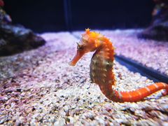 -暹罗海洋世界