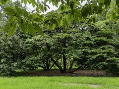 -杭州植物园