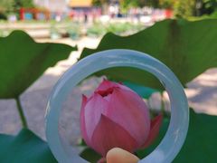 -莲花池公园