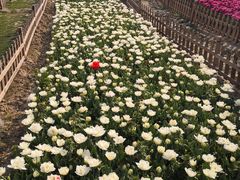 -荷兰花海