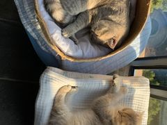 -唐小姐の猫狗洗护·购宠旗舰店(周浦万达店)