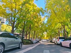 -三里屯东五街银杏大道