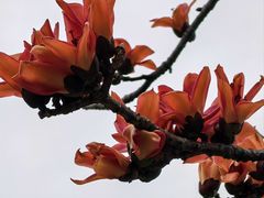-映月湖公园