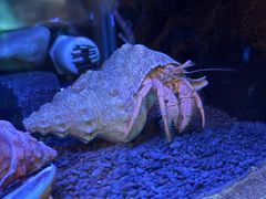 -悉尼海洋生物水族馆