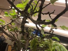 -漾亚·雍雅合鲜(鹭岛店)