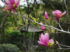 -深圳国际园林花卉博览园