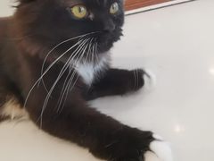 -共舞时光猫咖·狗咖(新街口店)