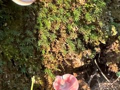 -东天目山风景区