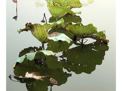 -荷塘月色湿地公园·向阳花洲