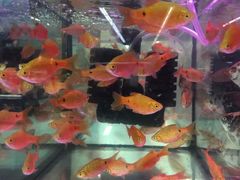 -大润发(国兴店)