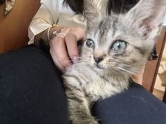 -楼上猫咖(罗湖店)