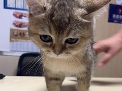 -宠颐生宠物医院外科·内科·皮肤科·影像科(石龙店)