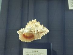 -上海海洋大学鱼文化博物馆(军工路校区)