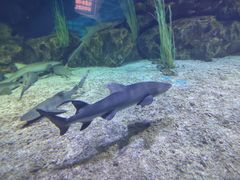 -海合安天津极地海洋公园