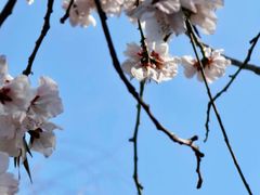-桃花堤公园