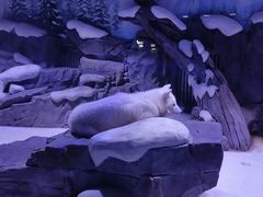 -上海海昌海洋公园-冰山北极馆