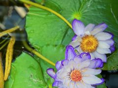 -国家植物园南园