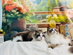 -爱洗澡的猫(望京店)