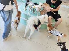 -怪兽屋·羊驼·猫咖·狗咖(俊华广场店)