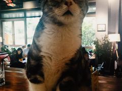 -咖法森林·咖啡  酒吧(天河店)