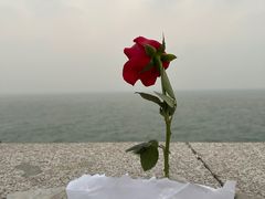 -小麦岛公园