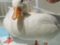 -怪兽屋·羊驼·猫咖·狗咖(俊华广场店)