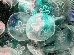 -海合安天津极地海洋公园