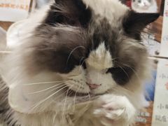 -滚猫咖啡·猫咖·猫友好撸猫(未来城店)