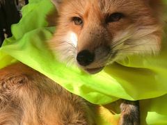 -宫城藏王狐狸村