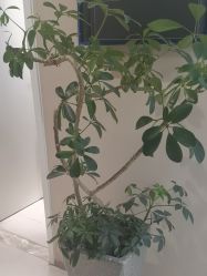 -木北造型