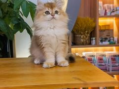 -山宅一喵德文卷毛猫舍