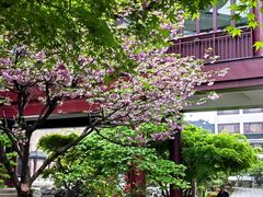 -苏州吴宫泛太平洋酒店